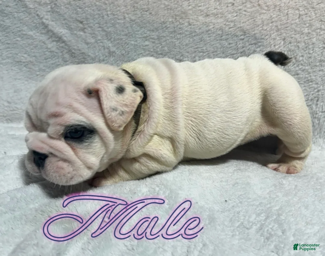 English Bulldog dogs for sale: English Bulldog 2 - Ad 1