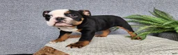 English Bulldog dogs for sale: Easton - Ad 16