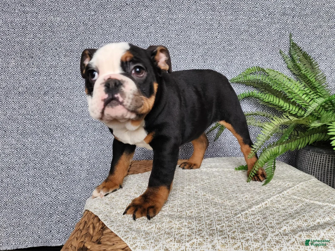 English Bulldog dogs for sale: Easton - Ad 16
