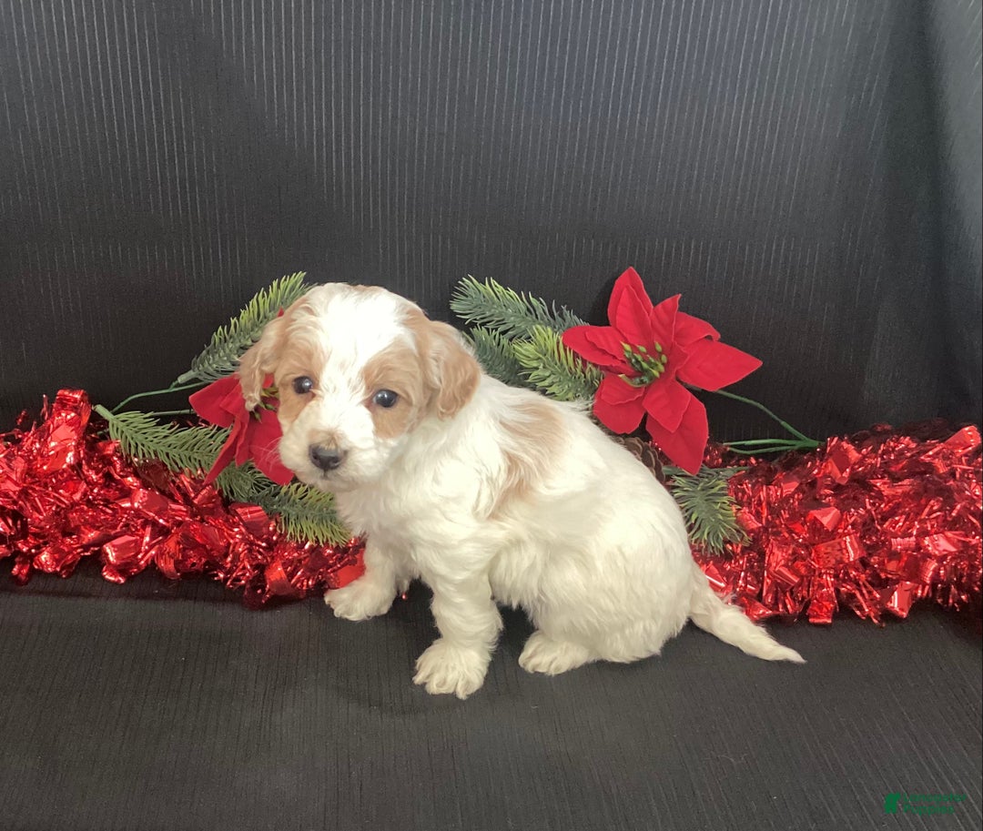 Mini Goldendoodle dogs for sale: Walker - Ad 4