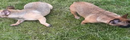 French Bulldog dogs for sale: French Bulldog 2 - Ad 7