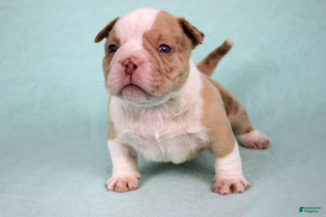 American Bully dogs for sale: Chocolate Merle Male - Ad 5