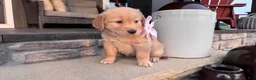 Golden Retriever dogs for sale: AKC Miss Penny - Ad 2
