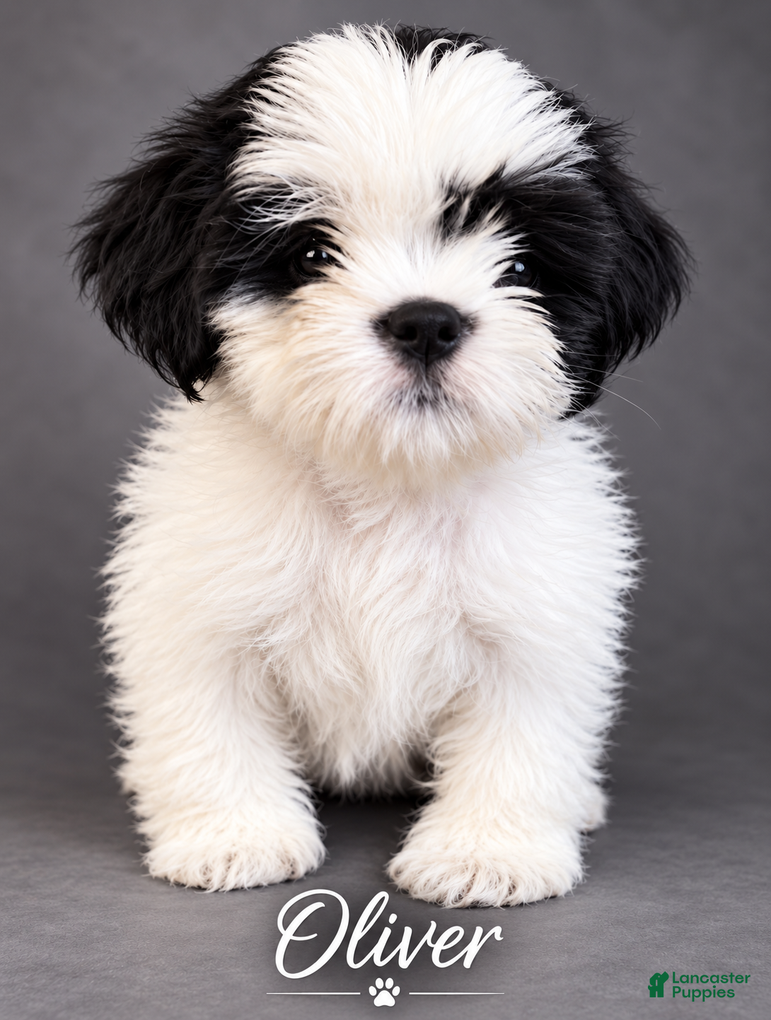 Shih Tzu dogs Oliver - Ad 5