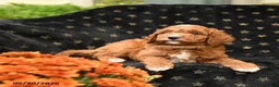 Mini Goldendoodle dogs for sale: Grumpy - Ad 3