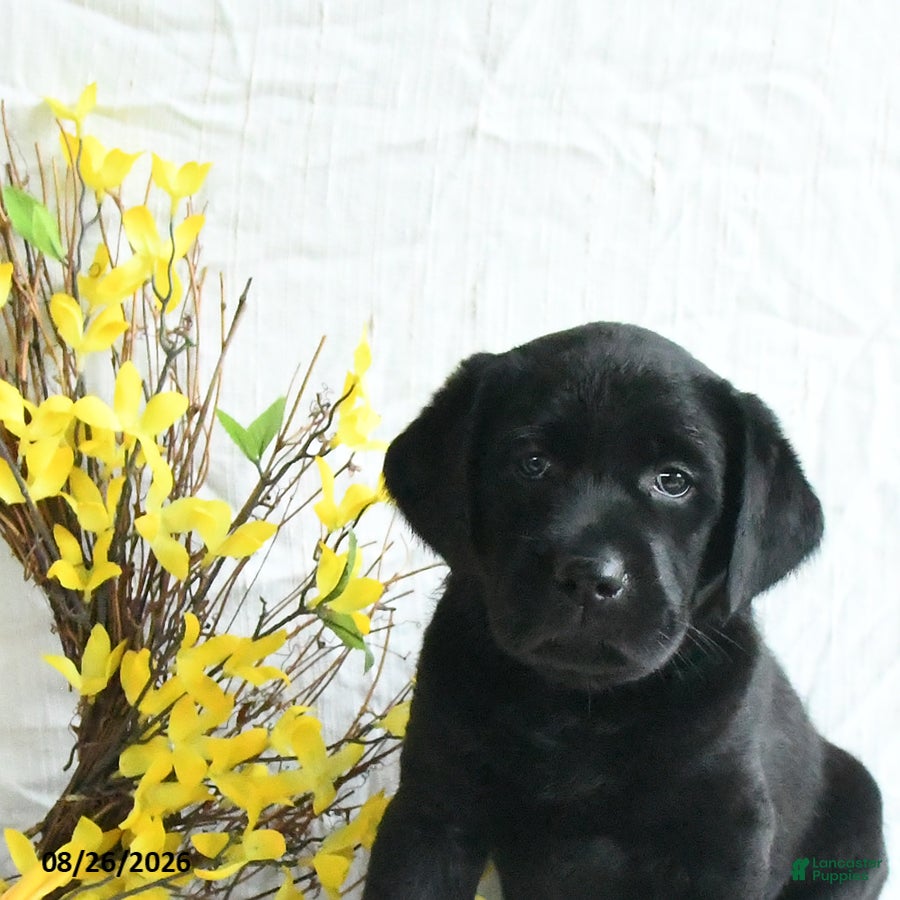 Labrador Retriever dogs Kaseko - Ad 2