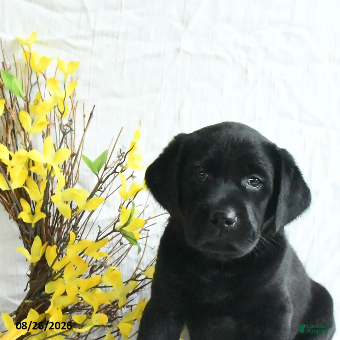 Labrador Retriever dogs for sale: Kaseko - Ad 2