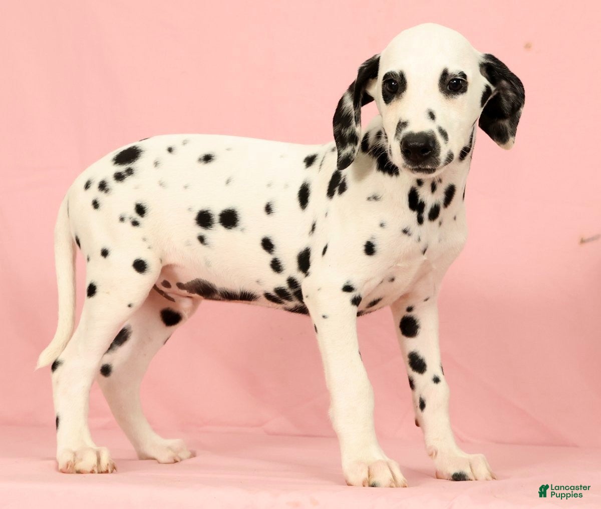Dalmatian dogs Roscoe - Ad 1
