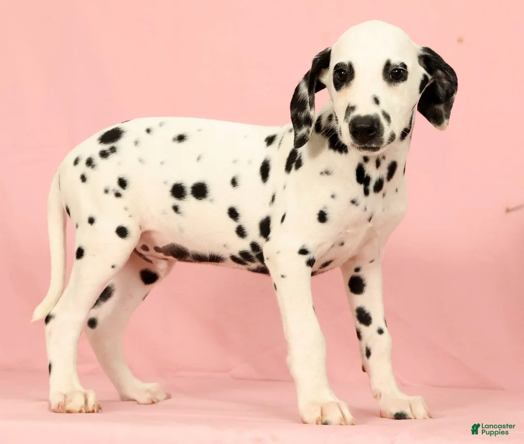 Dalmatian dogs for sale: Roscoe - Ad 1