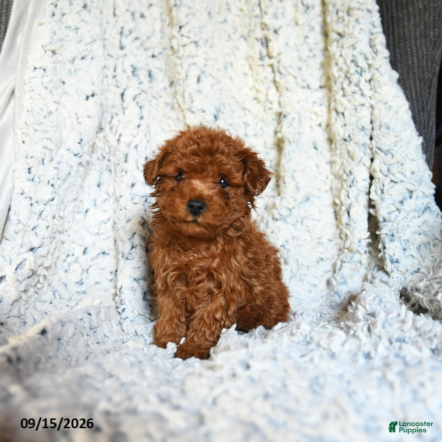 Toy Poodle dogs Butterscotch - Ad 1