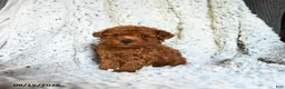 Toy Poodle dogs for sale: Butterscotch - Ad 1