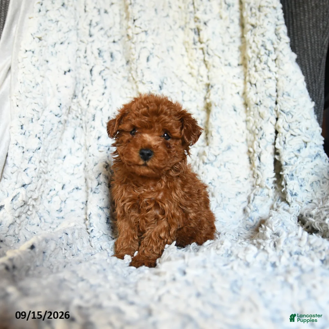 Toy Poodle dogs for sale: Butterscotch - Ad 1