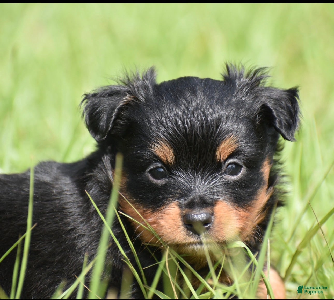 Toy Australian Shepherd dogs for sale: Toy Australian Shepherd Puppy 4 - Ad 3