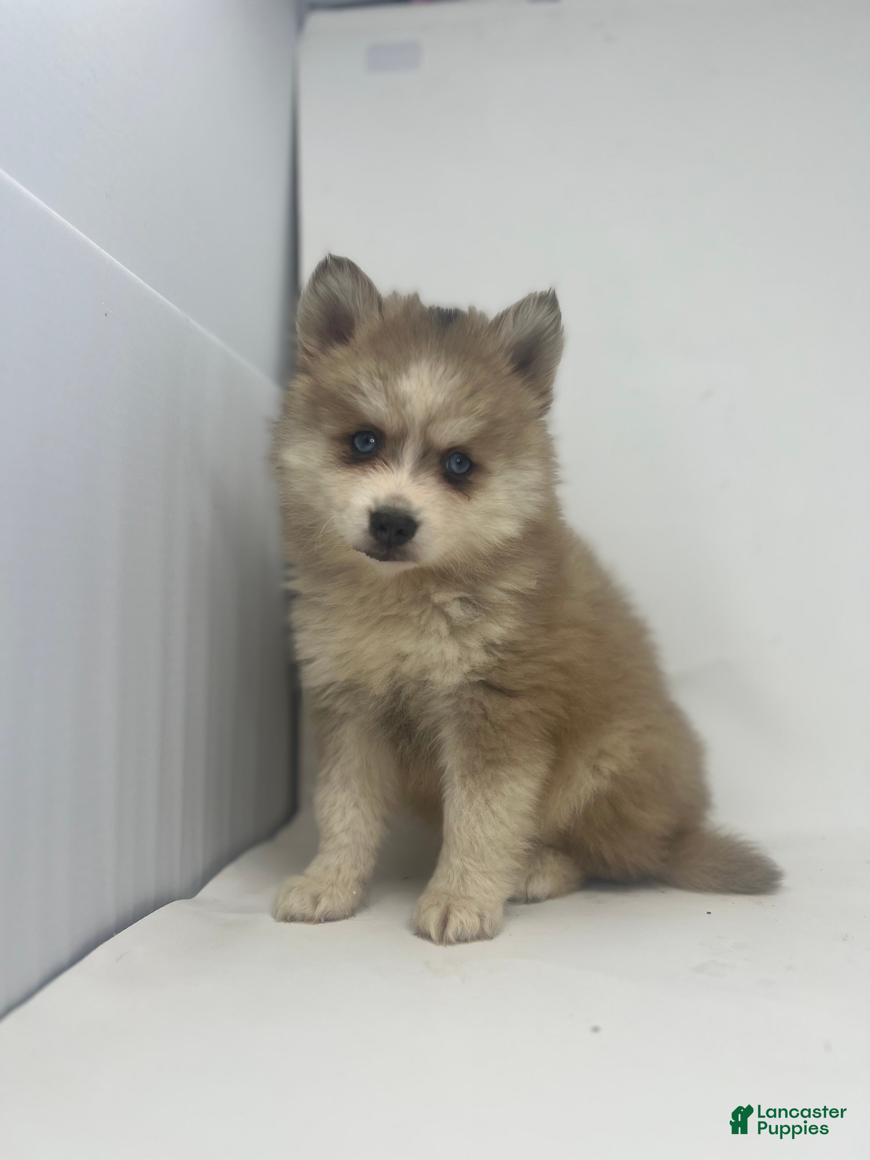 Pomsky dogs Tristan - Ad 4