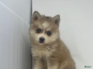 Pomsky dogs Tristan - Ad 12