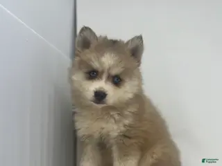 Pomsky dogs Tristan - Ad 8