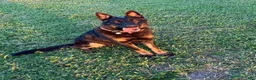 German Shepherd dogs for sale: Rosalina - Ad 4