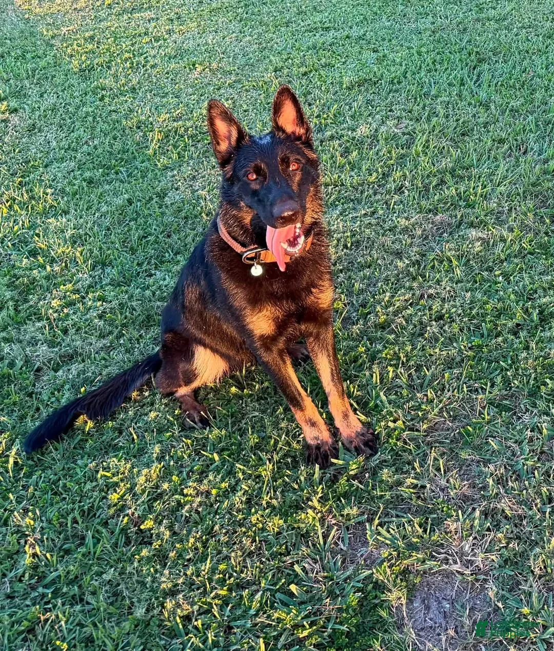 German Shepherd dogs for sale: Rosalina - Ad 4