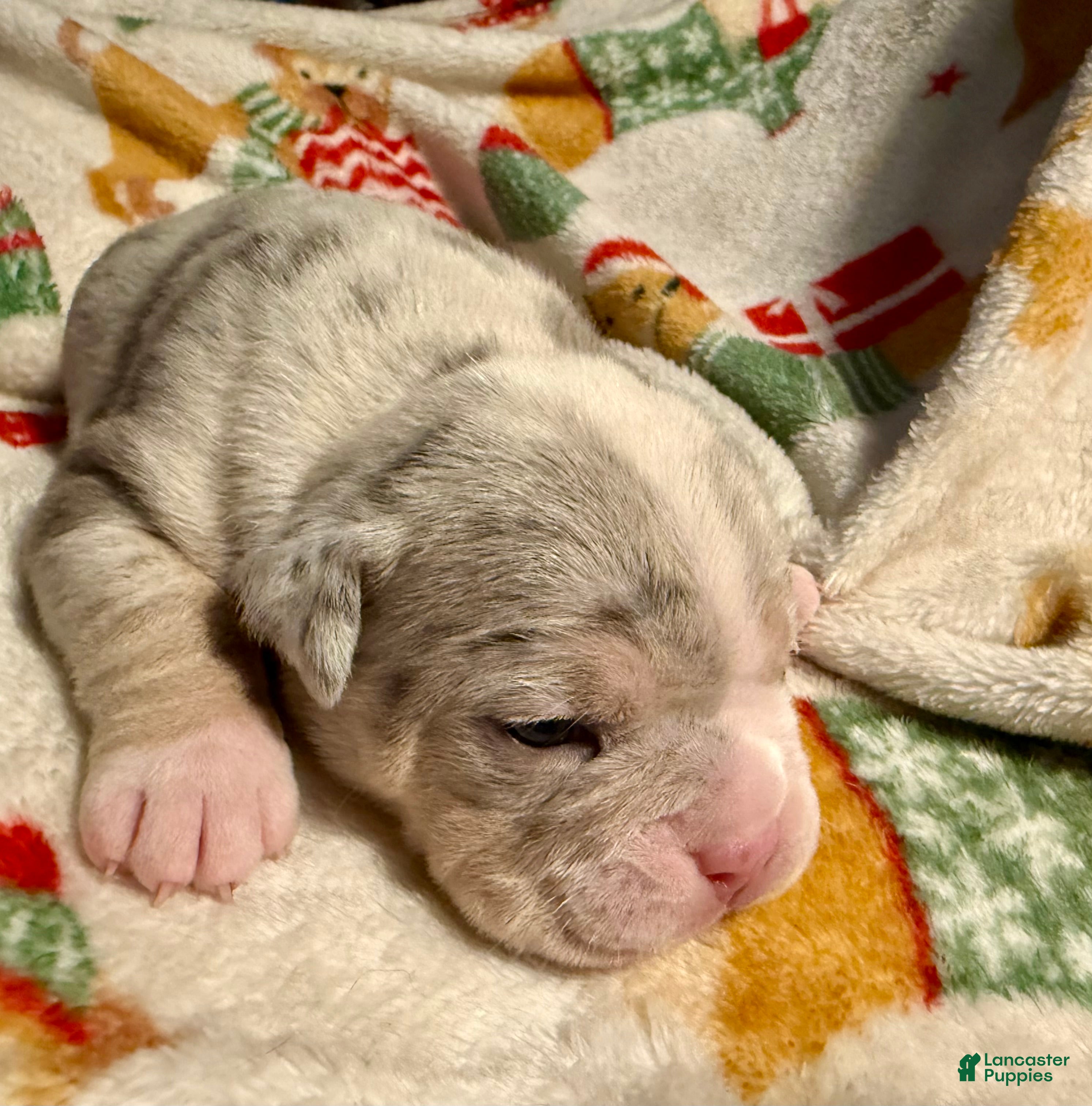 Olde English Bulldogge dogs Tri Blue Merle  - Ad 1