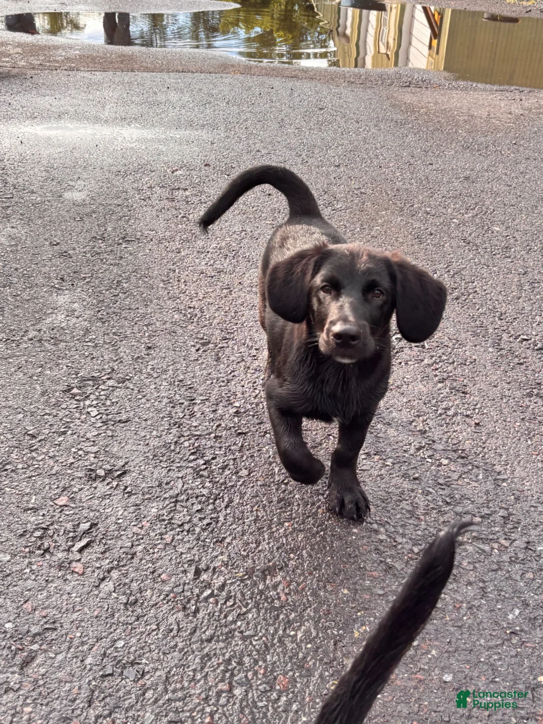 Mixed Breed dogs for sale: Bosco - blue heeler and beagle mix - Ad 2
