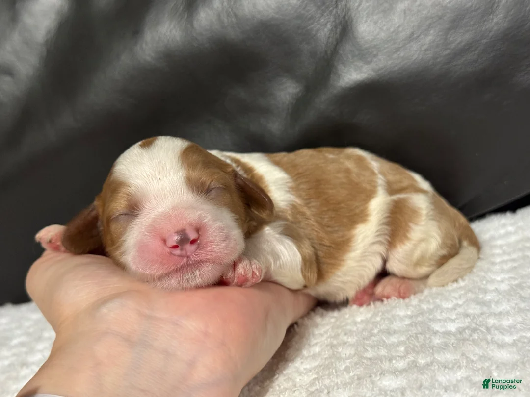 Cavapoo dogs for sale: Milo - Ad 1