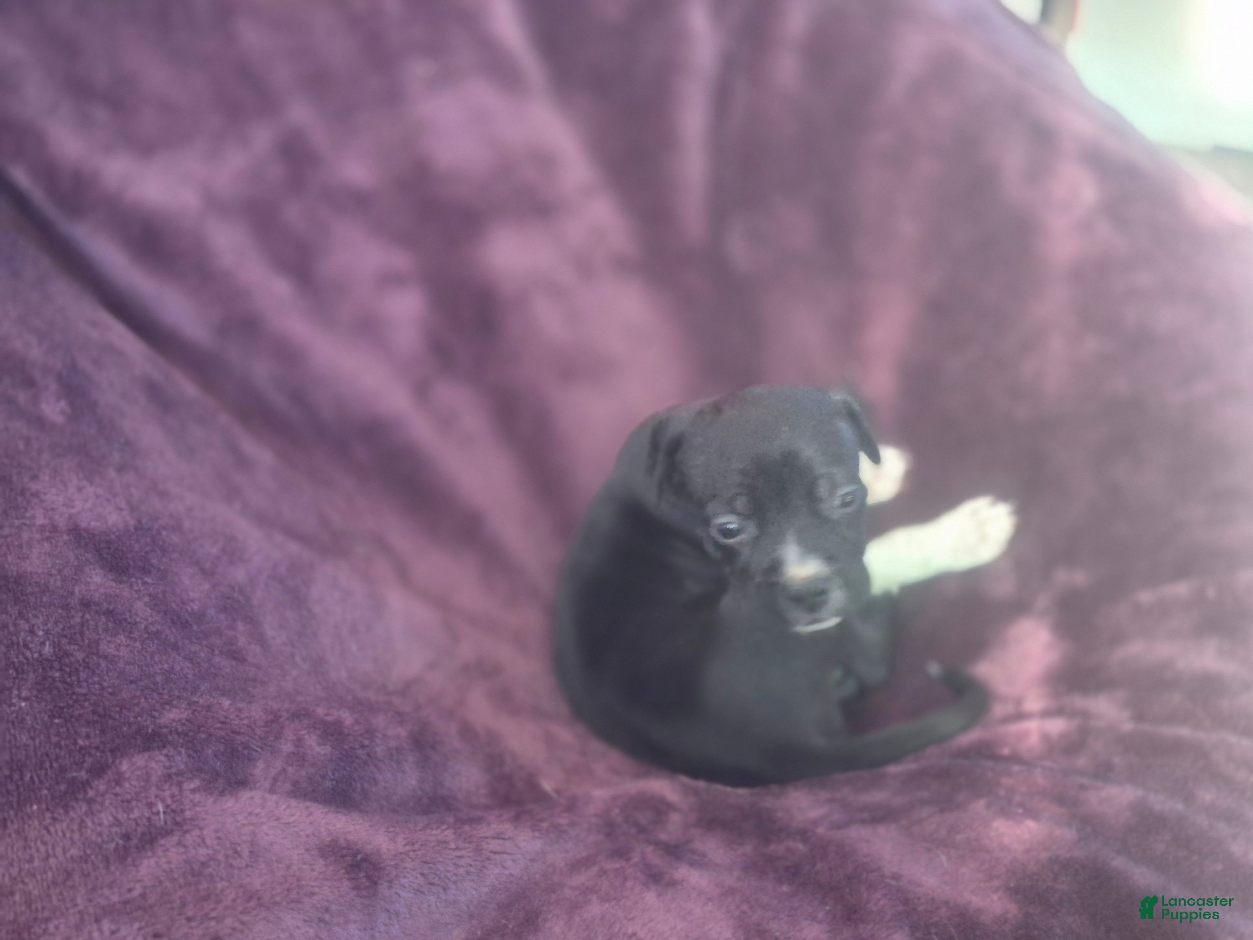 American Pit Bull Terrier dogs Little big head - Ad 8