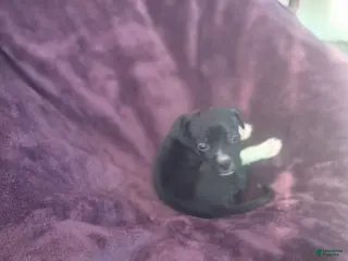 American Pit Bull Terrier dogs Little big head - Ad 7