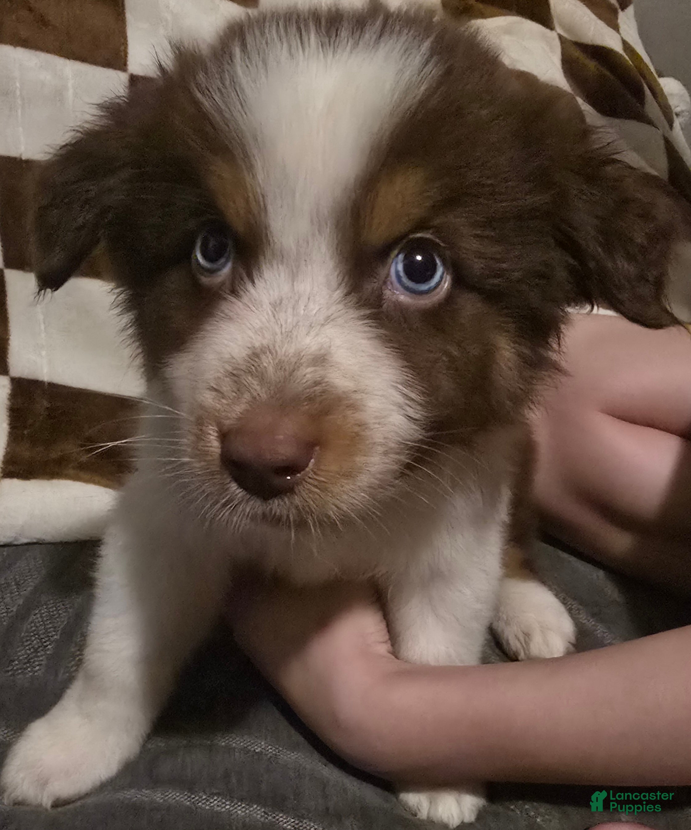 Australian Shepherd dogs Male 1 - Ad 3