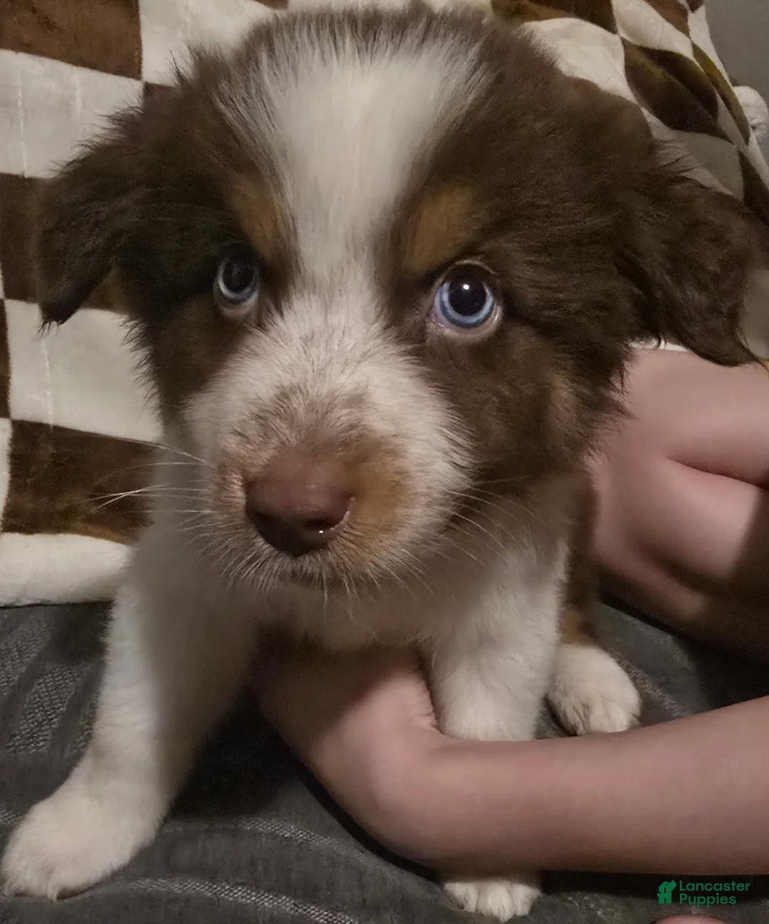 Australian Shepherd dogs for sale: Male 1 - Ad 1