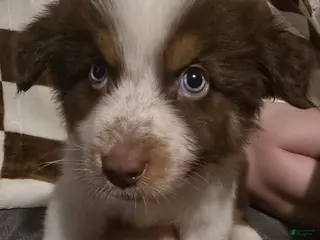 Australian Shepherd dogs Male 1 - Ad 3