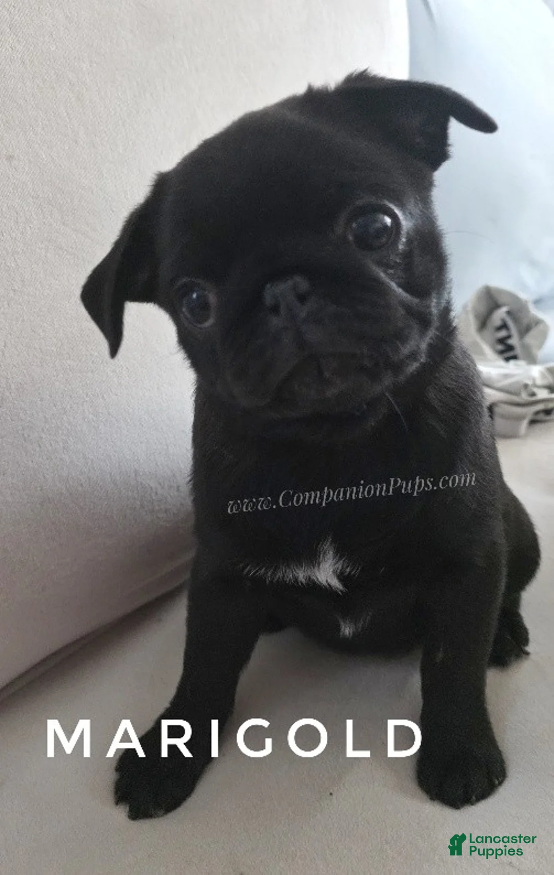 Pug dogs for sale: Ready for Family Fun - Vax Done - Marigold - Ad 1