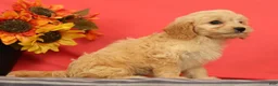 Cavapoo dogs for sale: Violet - Ad 4