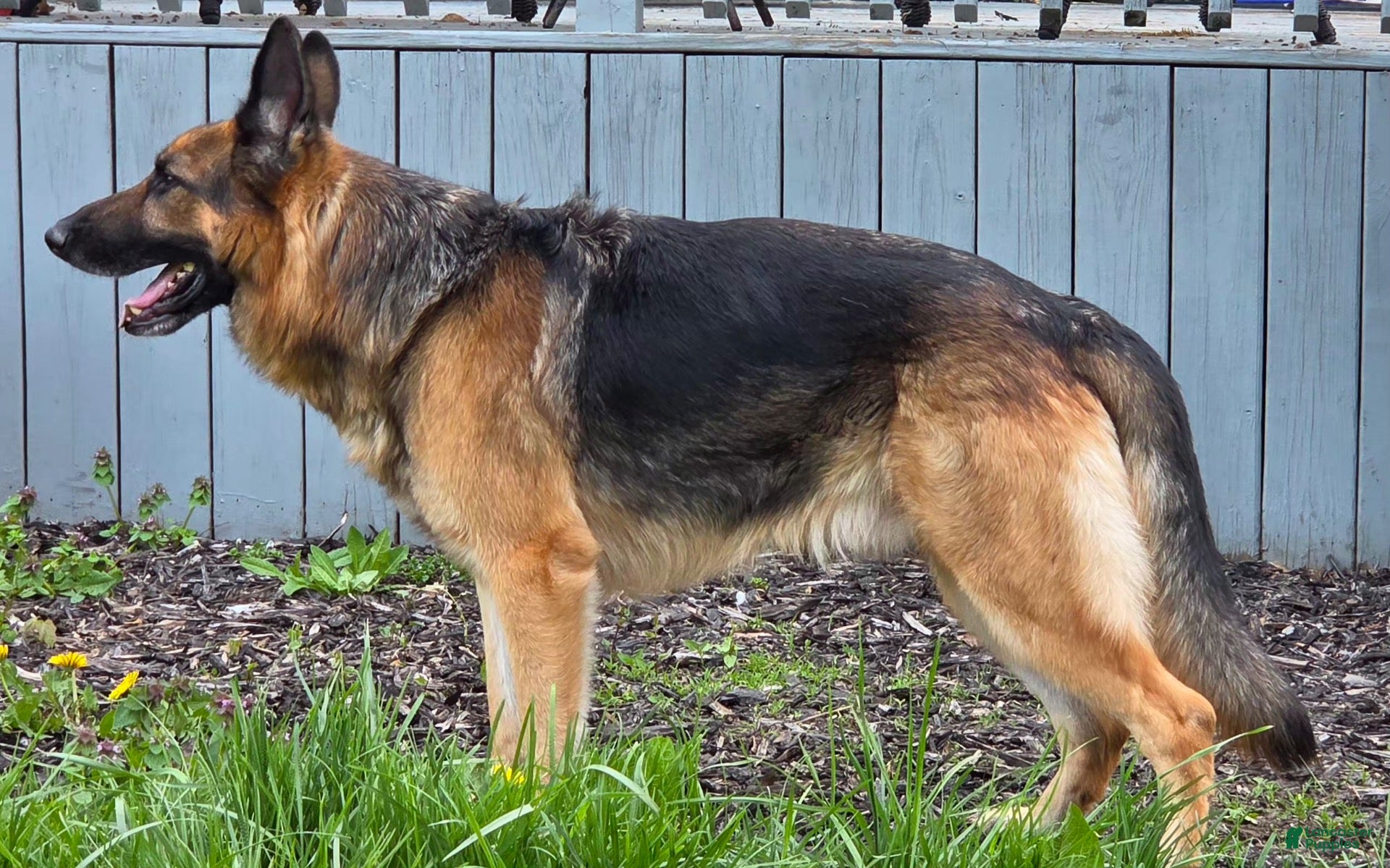 German Shepherd dogs Creed - Ad 8