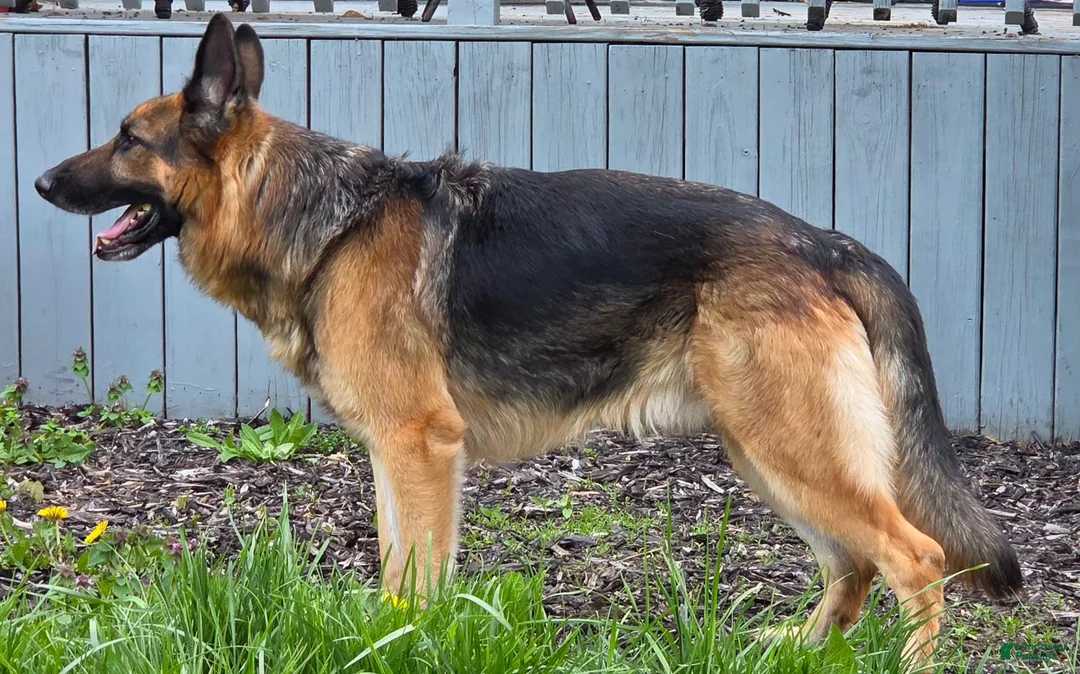 German Shepherd dogs for stud: Creed - Ad 1