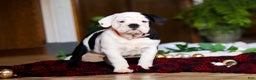 English Bulldog dogs for sale: Marjie - Ad 4