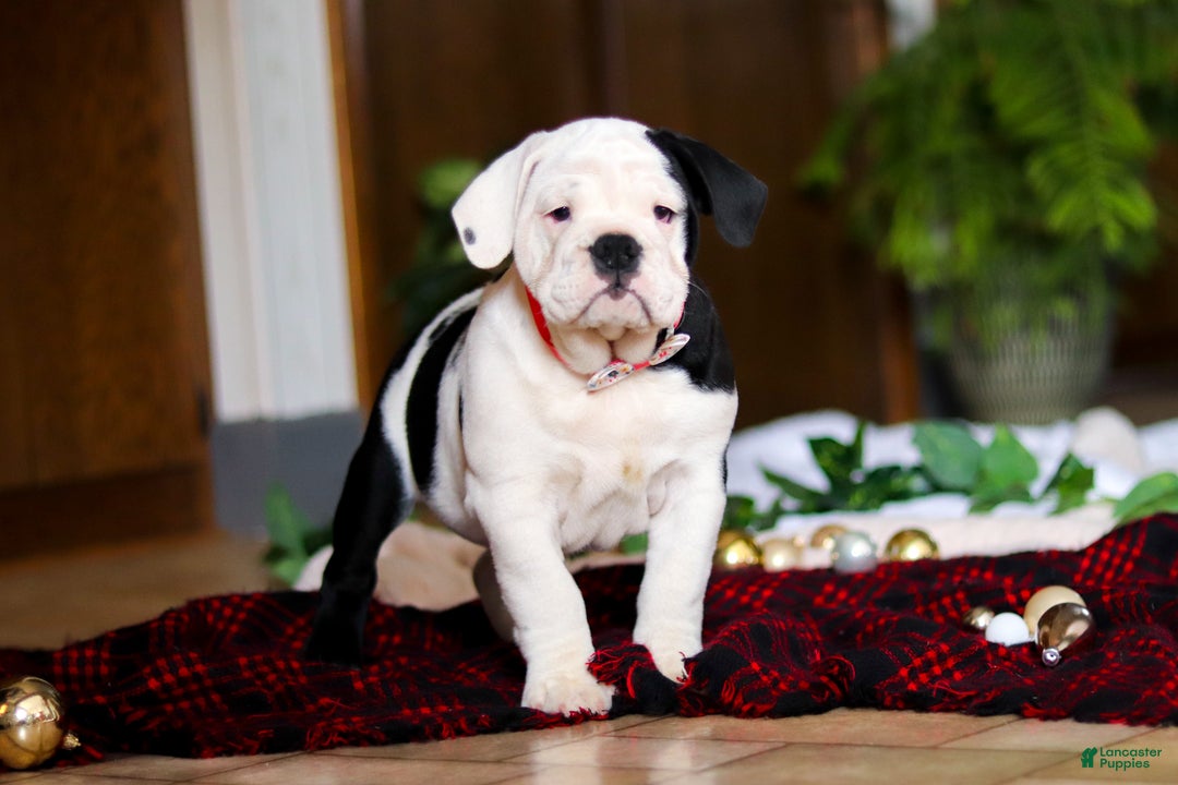English Bulldog dogs for sale: Marjie - Ad 4