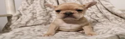 French Bulldog dogs for sale: Luna - Ad 2