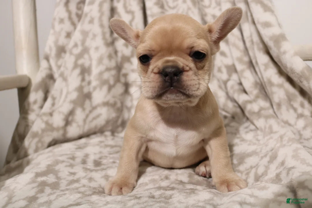 French Bulldog dogs for sale: Luna - Ad 2