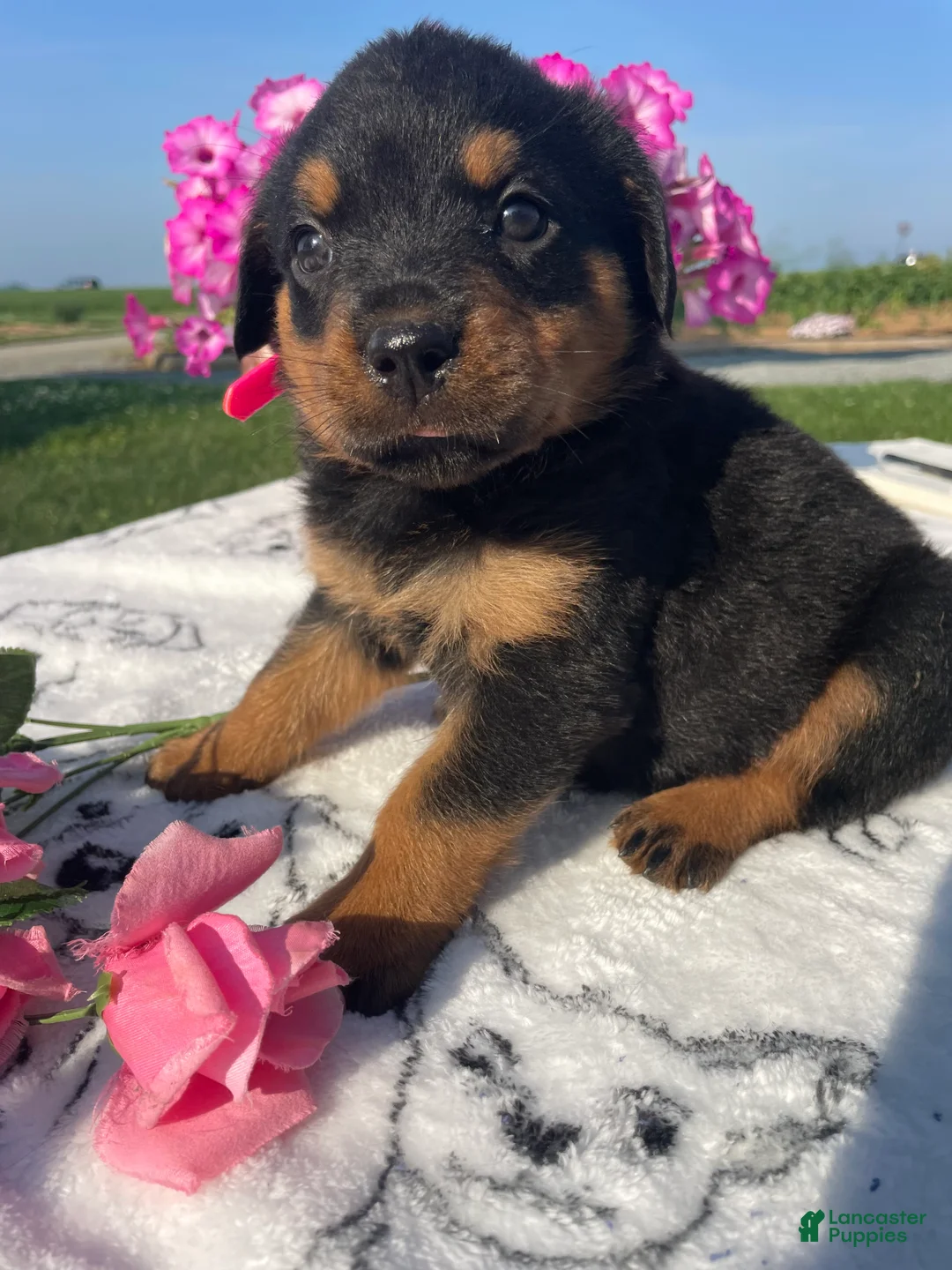 Rottweiler dogs for sale: Roxy - Ad 2