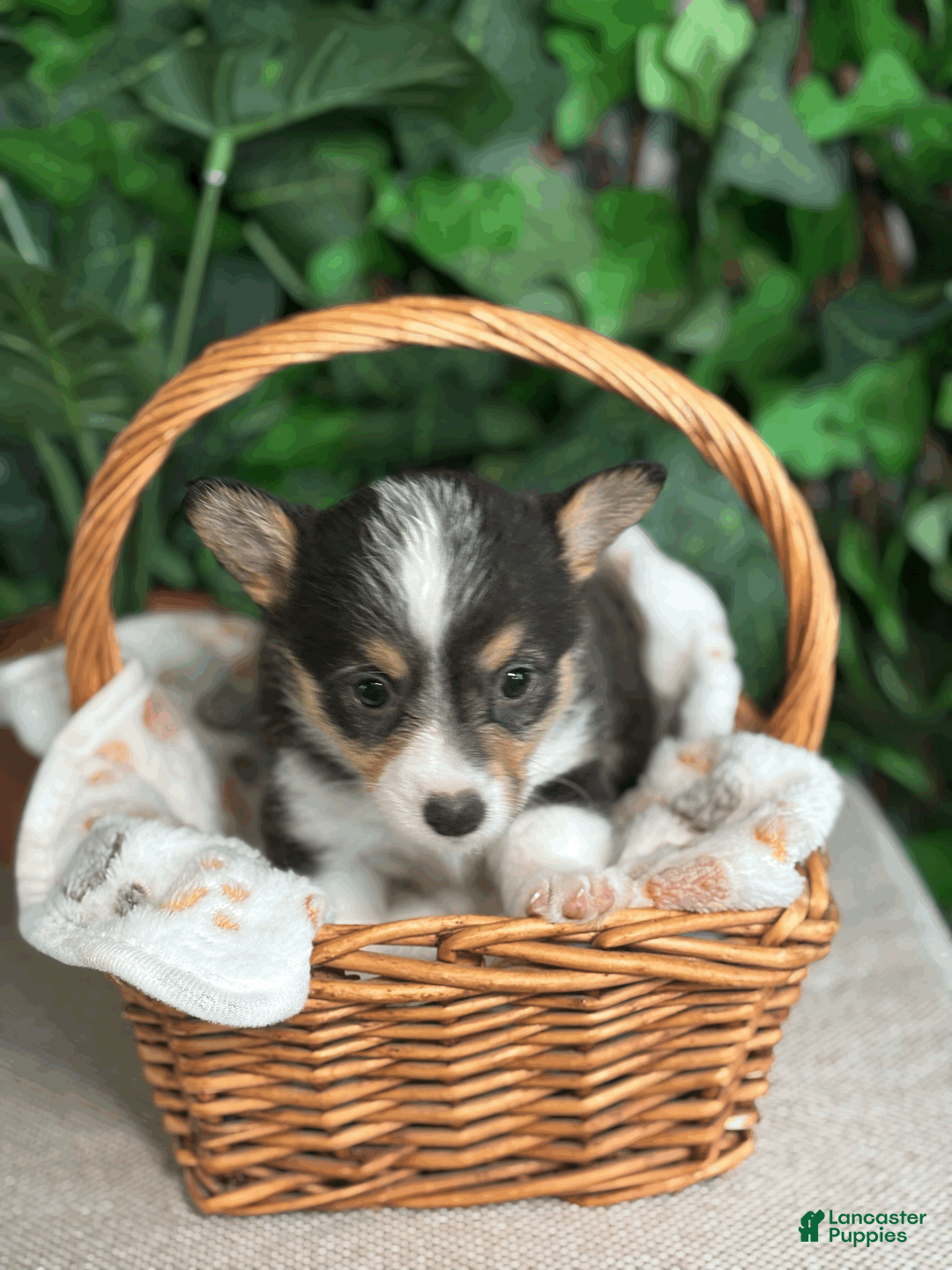 American Corgi dogs for sale: Tricolor Female - April - Ad 1