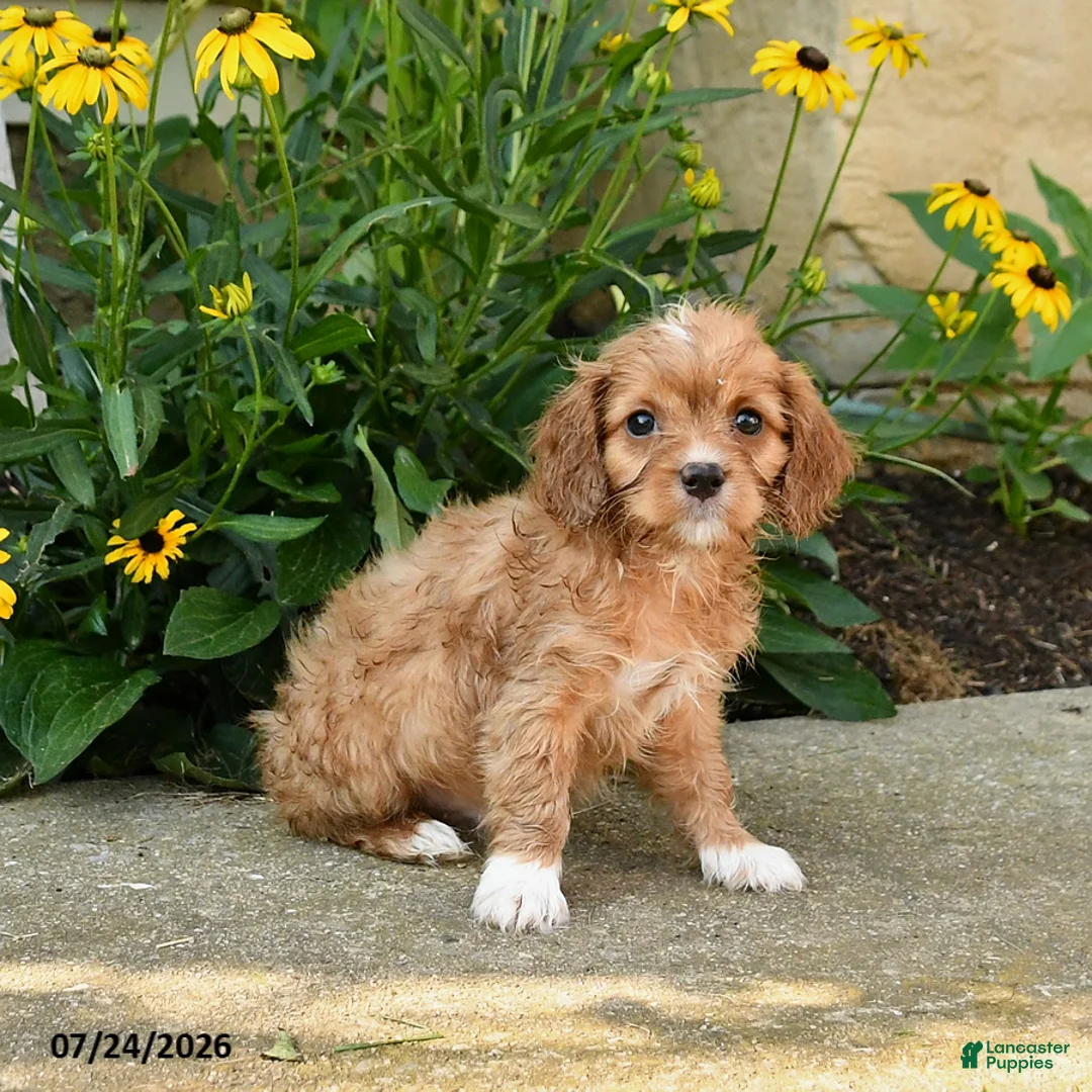 Cavapoo dogs for sale: Toby - Ad 1