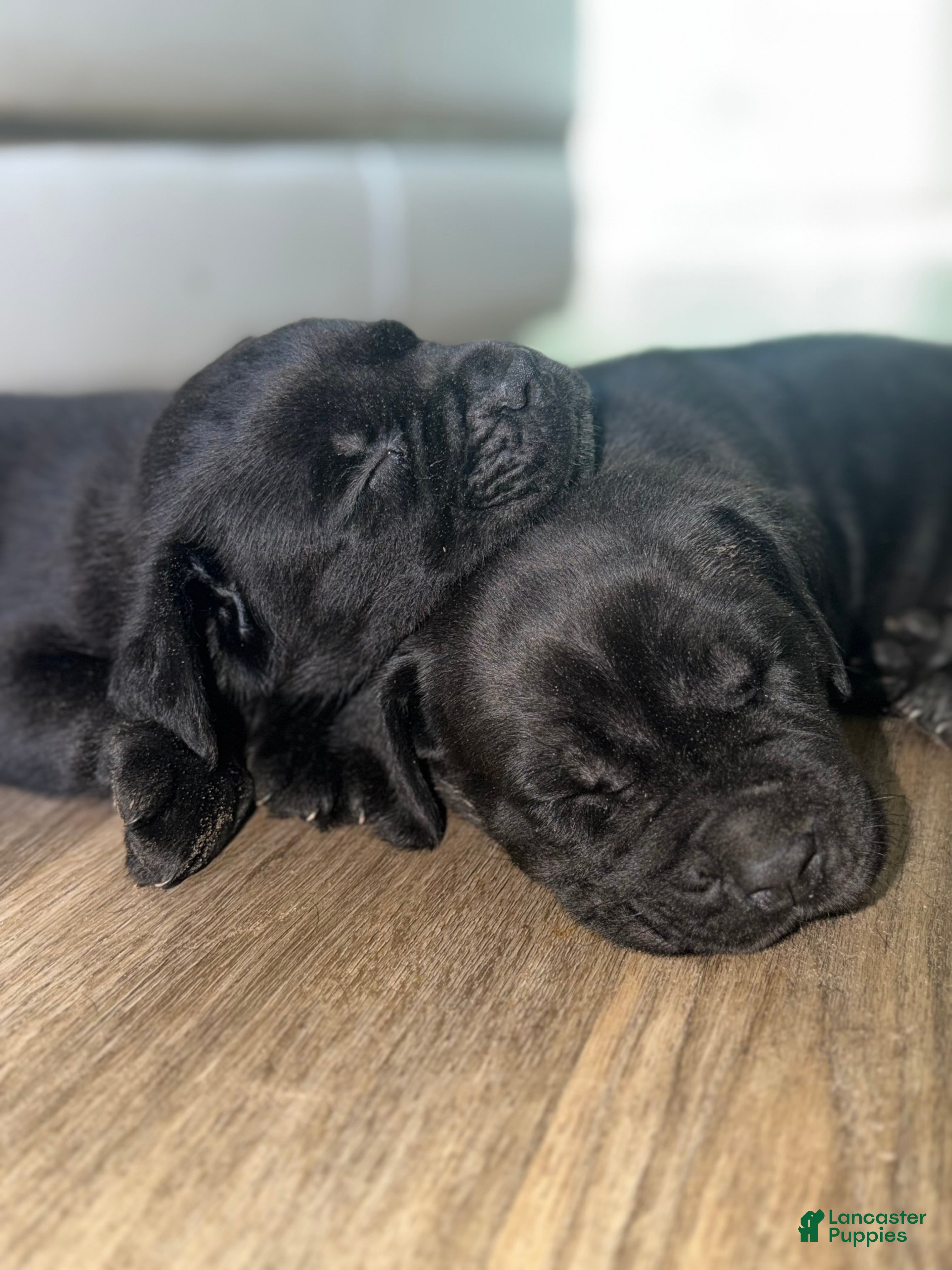 Cane Corso dogs Cane Corso 4 - Ad 13