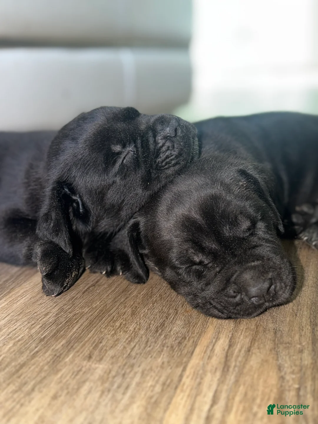 Cane Corso dogs for sale: Cane Corso 4 - Ad 1