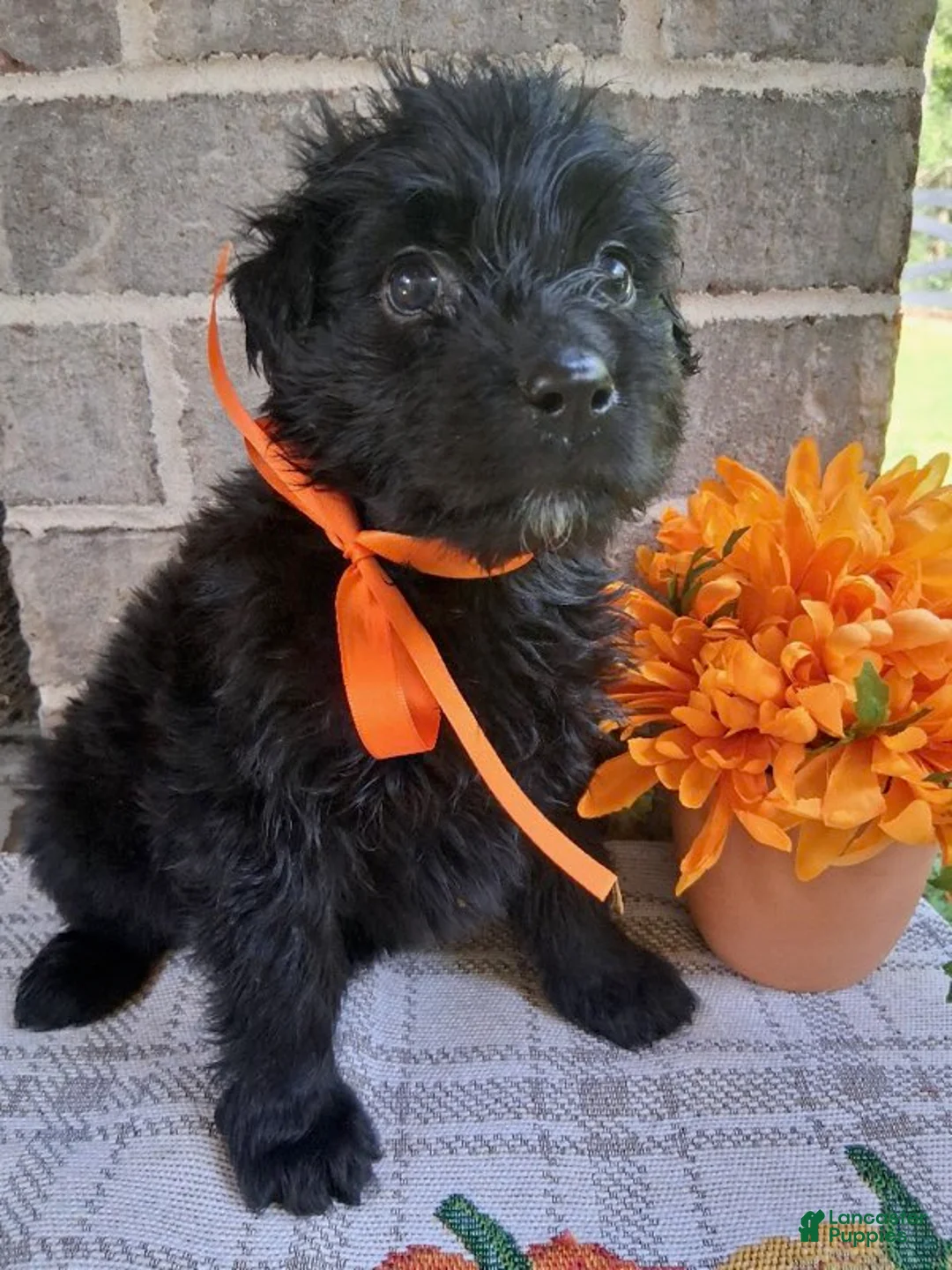 Bouvier Des Flandres dogs for sale: Bouvier Des Flandres Girl 2 - Ad 2