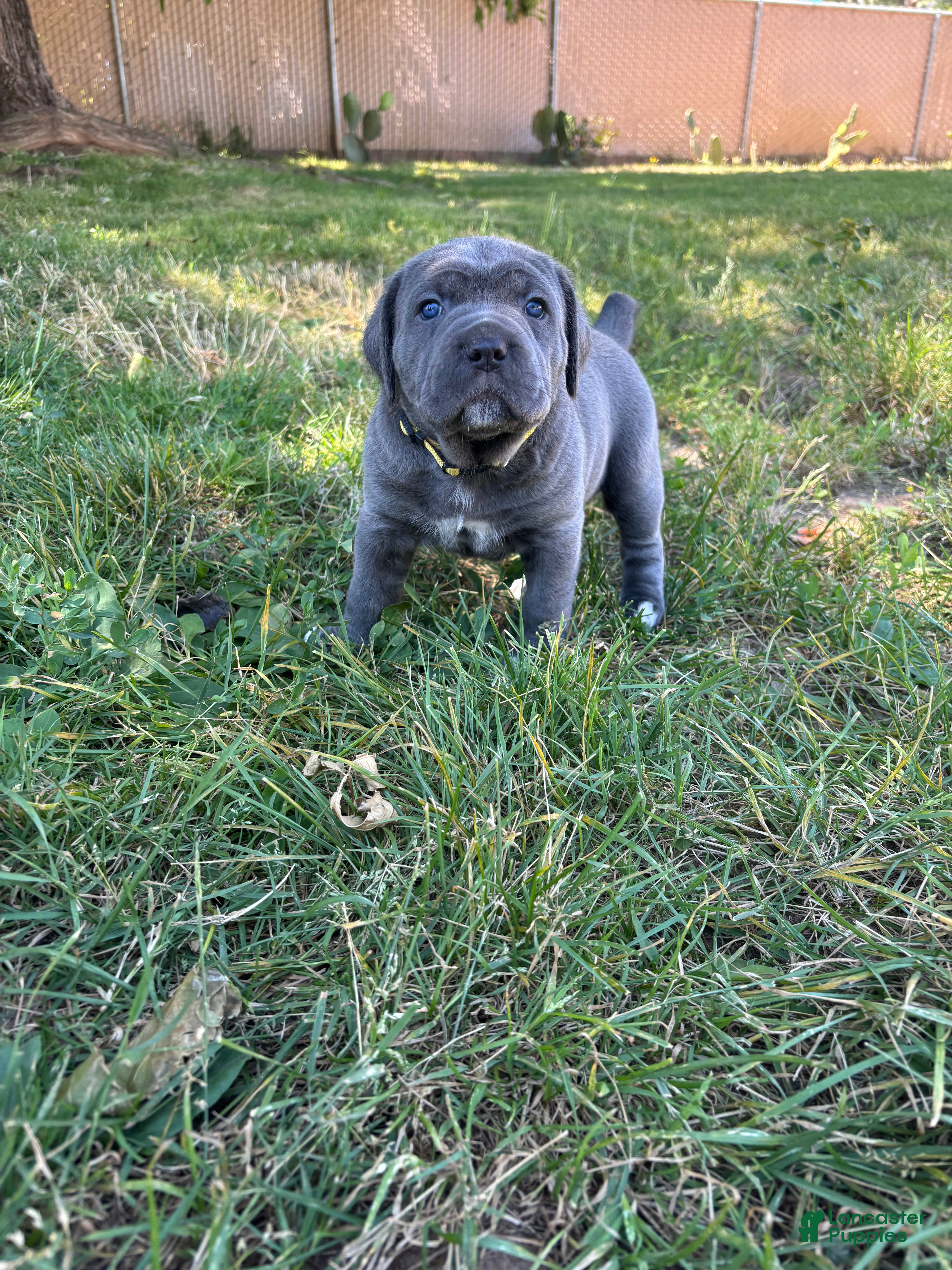 Cane Corso dogs Yellow - Ad 1