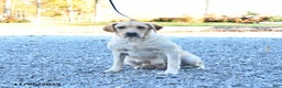 Labrador Retriever dogs for sale: Jules - Ad 11