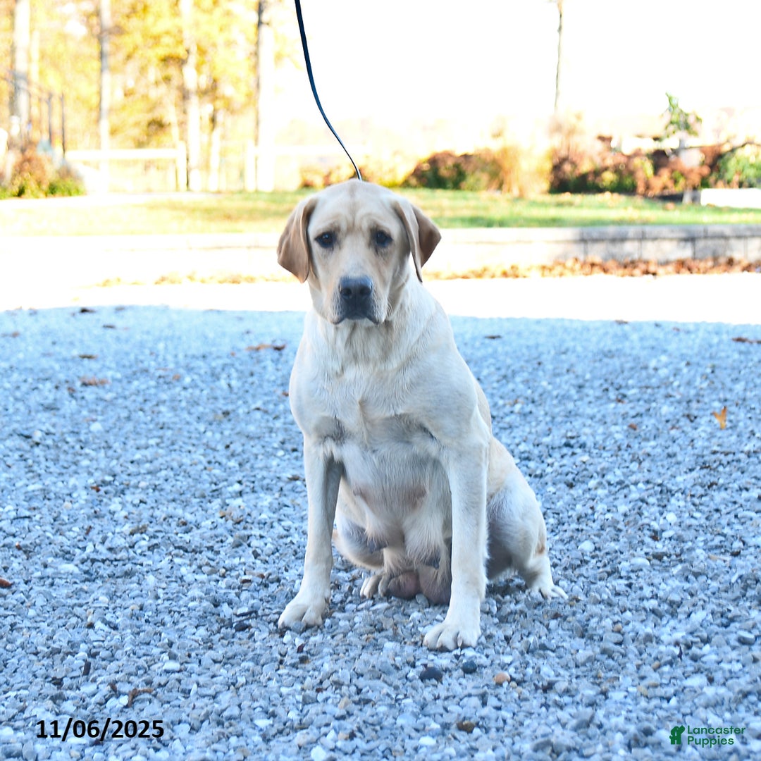 Labrador Retriever dogs for sale: Jules - Ad 11