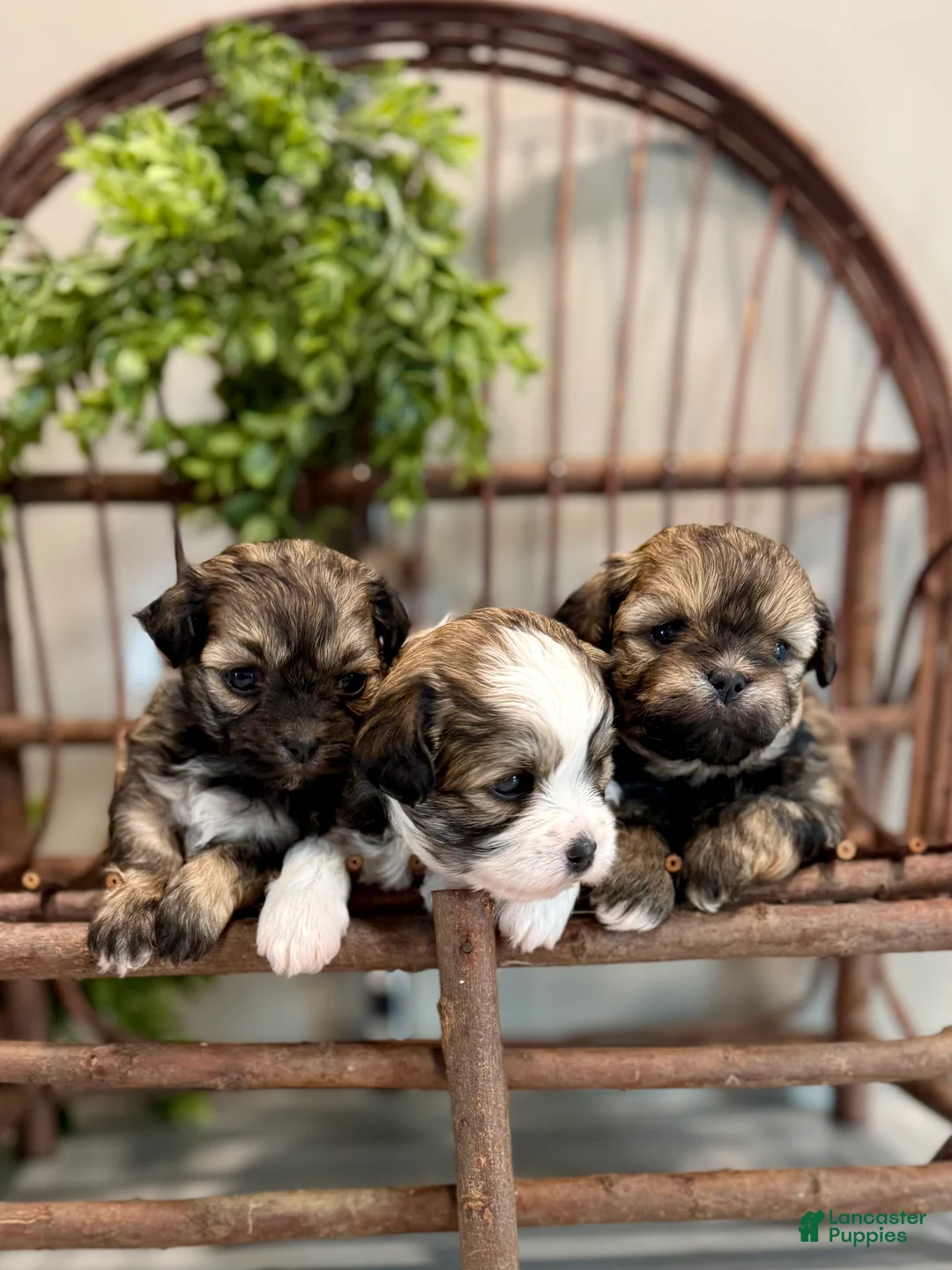 Teddy Bear dogs for sale: LANCE - Ad 8