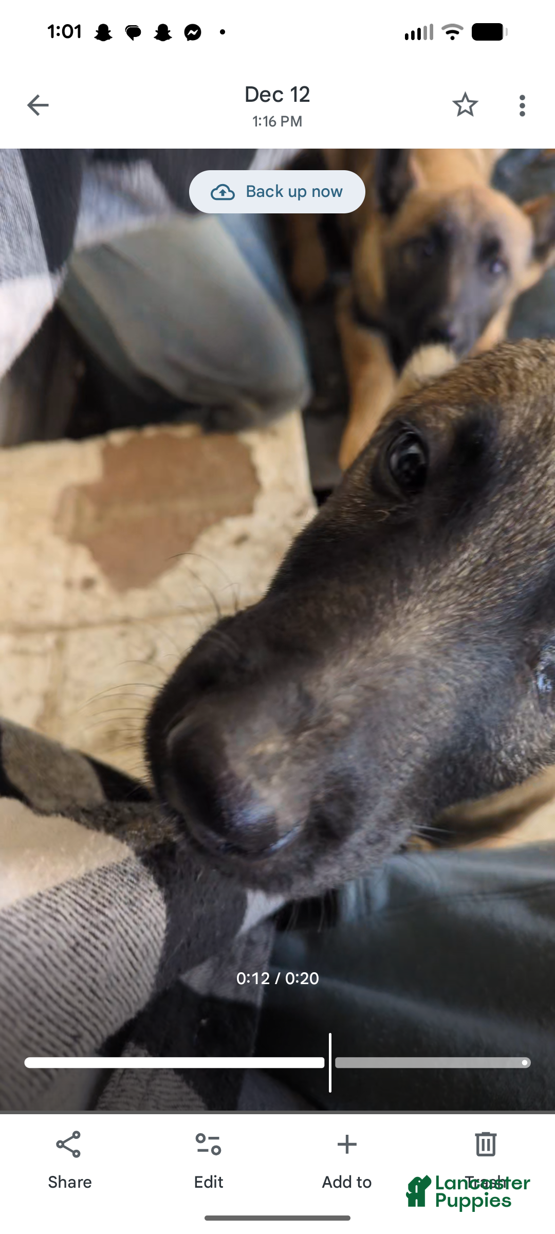 Mixed Breed dogs for sale: Mixed Breed Puppy 3 - Ad 2