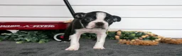 Boston Terrier dogs for sale: Petunia - Ad 3